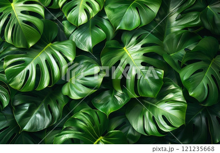 Vibrant green monstera leaf texture, perfect for jungle, botanical, and tropical nature themes, showcasing natural foliage and lush tropical aesthetics 121235668