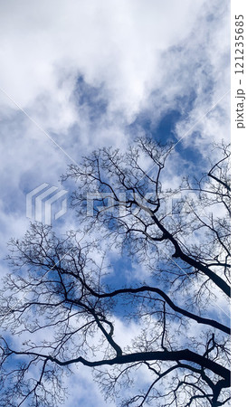 tree branches on a background of blue sky with clouds tree branches on a background of blue sky with clouds 121235685