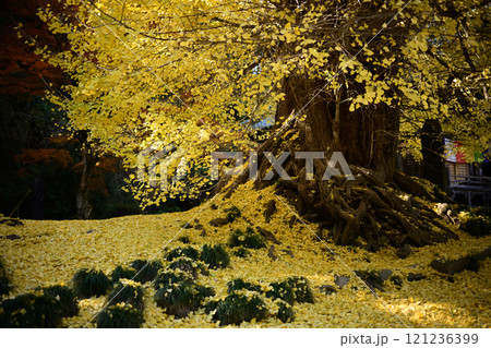 銀杏の落ち葉の黄色い絨毯 岩殿観音正法寺の大銀杏 銀杏の落ち葉の黄色い絨毯 岩殿観音正法寺の大銀杏 121236399