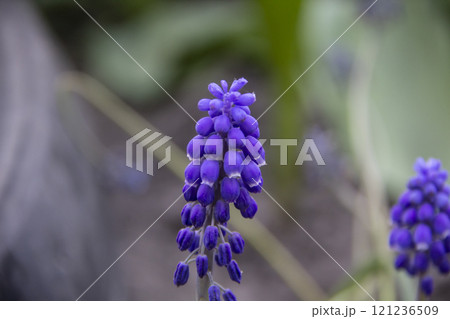 The Muscari or Grape hyacinth flowers. Beautiful bell-shaped flowers bloom against background 121236509