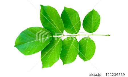 Cut out Pterocarpus Macrocarpus or Burma padauk leaves with clipping paths on white background Cut out Pterocarpus Macrocarpus or Burma padauk leaves with clipping paths on white background 121236839