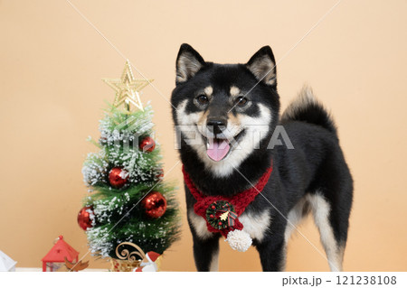 ベージュバックとクリスマスツリーと微笑む豆柴のシェリ ベージュバックとクリスマスツリーと微笑む豆柴のシェリ 121238108