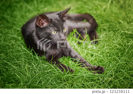 A black kitten lies on green grass. A black kitten lies on green grass. 121238111