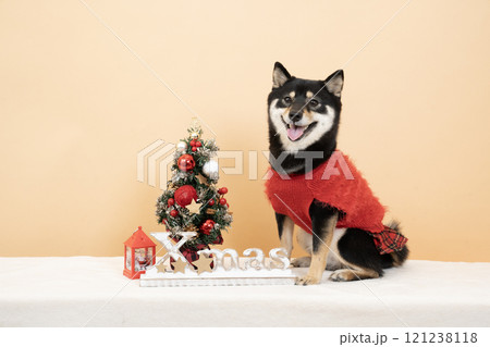 ベージュバックとクリスマスツリーと微笑む豆柴のシェリ 121238118