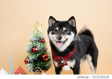 ベージュバックとクリスマスツリーと微笑む豆柴のシェリ ベージュバックとクリスマスツリーと微笑む豆柴のシェリ 121238120