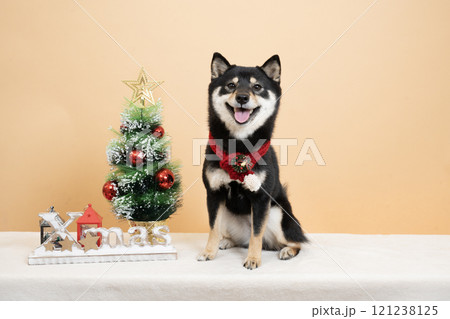 ベージュバックとクリスマスツリーと微笑む豆柴のシェリ 121238125