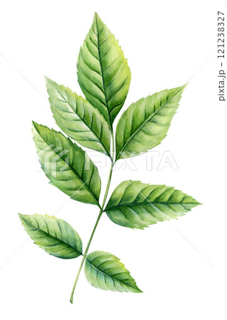 watercolor tropical leaf botanical illustration realistic green foliage natural forest plant clipart isolated background watercolor tropical leaf botanical illustration realistic green foliage natural forest plant clipart isolated background 121238327