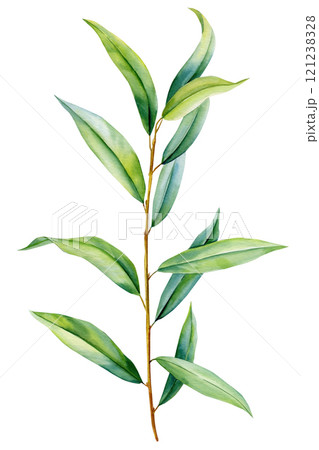 Tall eucalyptus branch green leaves. Watercolor botanical tropical foliage, realistic plant isolated natural design art 121238328