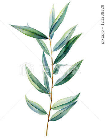 Eucalyptus branch with long leaves botanical watercolor illustration, delicate nature foliage, isolated white background 121238329