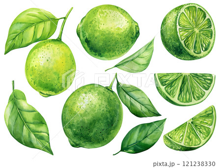 Watercolor lime set with green leaves, sliced citrus fruits botanical painting tropical illustration fresh food isolated Watercolor lime set with green leaves, sliced citrus fruits botanical painting tropical illustration fresh food isolated 121238330