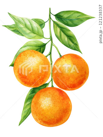 Watercolor citrus fruits branch, orange mandarin, ripe tangerine with leaves art, juicy fruit botanical illustration 121238337