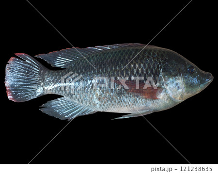 Tilapia Fish Close-Up Isolated on Black Background: Aquatic Life Concept Tilapia Fish Close-Up Isolated on Black Background: Aquatic Life Concept 121238635