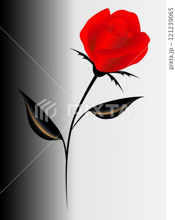Background with a red rose. Background with a red rose. 121239065