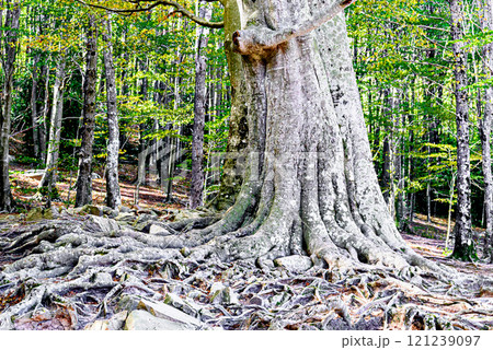 Colorful trees and leaves in autumn in the Montseny Natural Park in Barcelona, Spain Colorful trees and leaves in autumn in the Montseny Natural Park in Barcelona, Spain 121239097