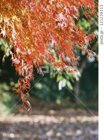 赤く染まった紅葉の葉 121239113