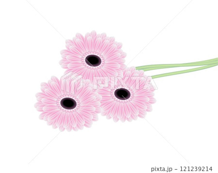 Bouquet of pink gerberas. 121239214
