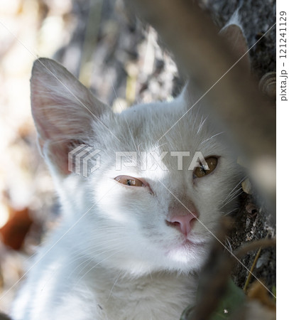 wild street cat, pets 121241129