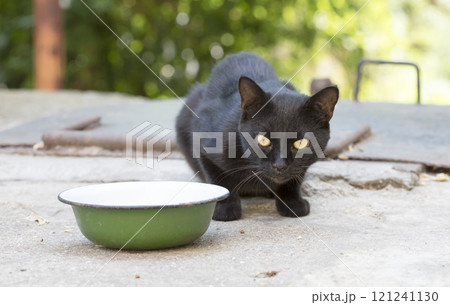 wild street cat, pets wild street cat, pets 121241130