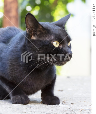 wild street cat, pets wild street cat, pets 121241147