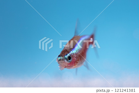 Aquarium fish, close-up Aquarium fish, close-up 121241381