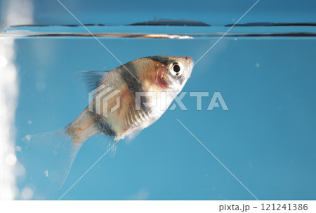 Aquarium fish, close-up Aquarium fish, close-up 121241386