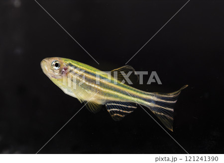 Aquarium fish, close-up Aquarium fish, close-up 121241390