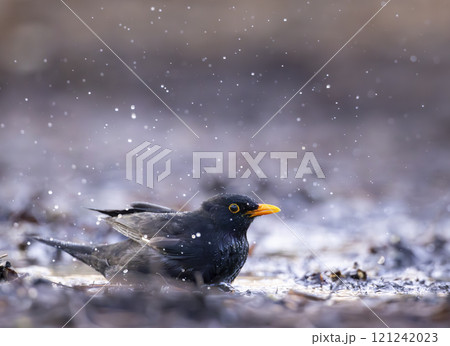 Blackbird (Turdus merula) in Central Bohemia, Czech Republic 121242023