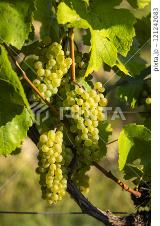 Vineyard with Hibernal near Cejkovice, Southern Moravia, Czech Republic Vineyard with Hibernal near Cejkovice, Southern Moravia, Czech Republic 121242083