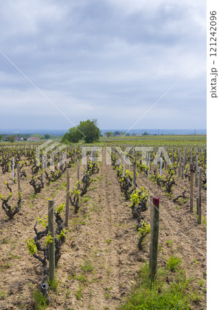 Spring vineyards near Julienas in Beaujolais, Burgundy, France 121242096