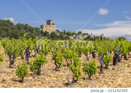 Typical vineyard with stones near Chateauneuf-du-Pape, Cotes du Rhone, France Typical vineyard with stones near Chateauneuf-du-Pape, Cotes du Rhone, France 121242105