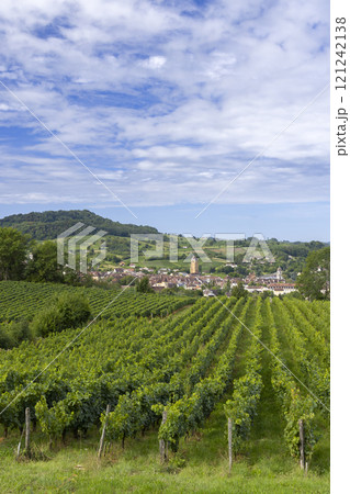 Vineyards with Arbois town, Department Jura, Franche-Comte, France 121242138