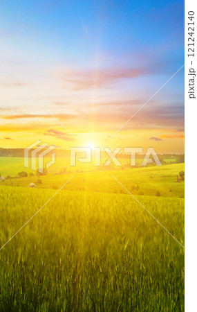 Green wheat field and colorful sunrise. 121242140