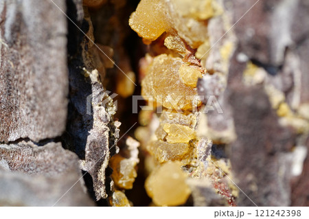 Natural hard yellow resin of pine tree Natural hard yellow resin of pine tree 121242398