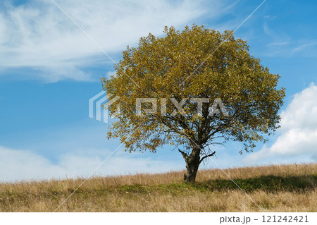 Lonely autumn tree and beautiful clouds Lonely autumn tree and beautiful clouds 121242421