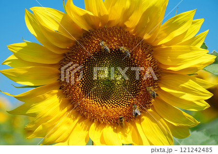 Field of beautiful sunflowers with many bees working. Bees are hard at work 121242485