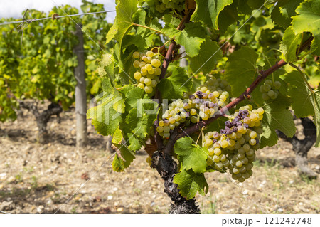 Typical grapes with botrytis cinerea for sweet wines, Sauternes, Bordeaux, Aquitaine, France 121242748