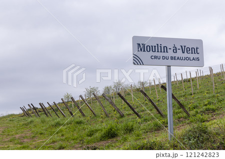 Spring vineyards near Julienas in Beaujolais, Burgundy, France 121242823