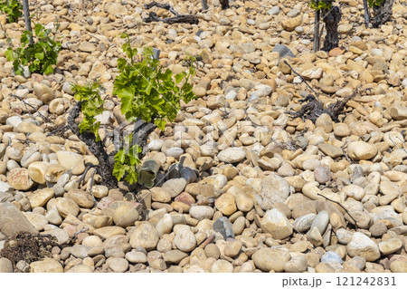 Typical vineyard with stones near Chateauneuf-du-Pape, Cotes du Rhone, France Typical vineyard with stones near Chateauneuf-du-Pape, Cotes du Rhone, France 121242831