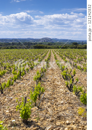 Typical vineyard with stones near Chateauneuf-du-Pape, Cotes du Rhone, France 121242832