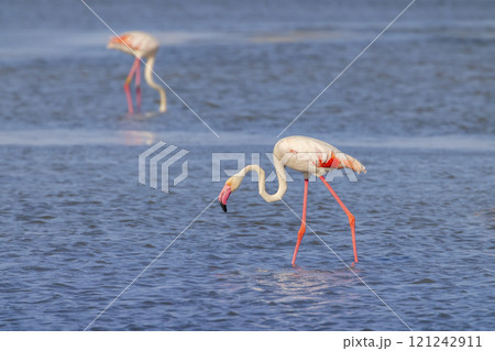 Flamingo in Parc Naturel regional de Camargue, Provence, France Flamingo in Parc Naturel regional de Camargue, Provence, France 121242911