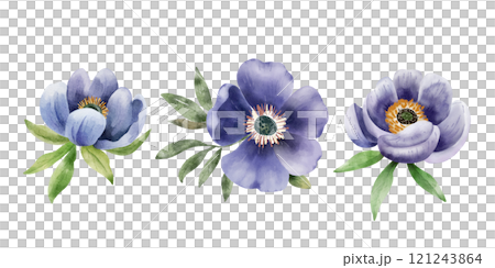 Watercolor anemone flowers in shades of purple with green leaves, on white background Watercolor anemone flowers in shades of purple with green leaves, on white background 121243864
