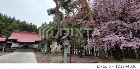 網走神社と桜 121244036