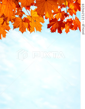 Frame of fall branches and leaves of maple trees at colorful autumn park 121244228