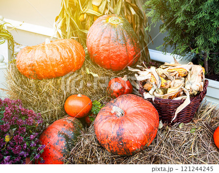 Autumn harvest of pumpkins on dry grass and...の写真素材 [121244245] - PIXTA