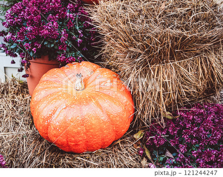 Autumn harvest of pumpkins on dry grass and purple flowers background Autumn harvest of pumpkins on dry grass and purple flowers background 121244247