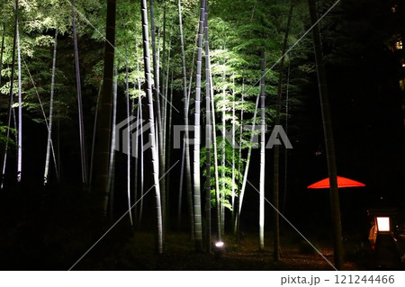 六義園のライトアップされた竹林 121244466