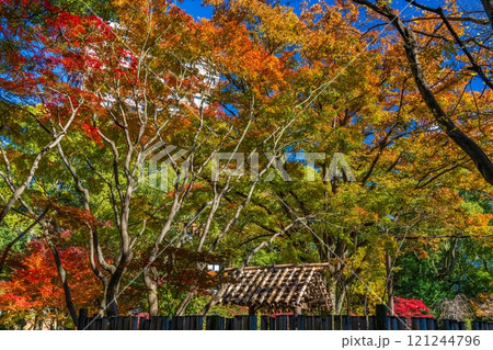 紅葉した葉 121244796