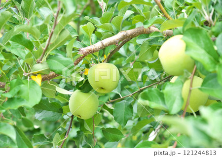 【りんご畑】 【りんご畑】 121244813