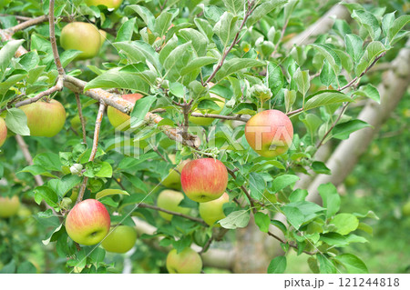 【りんご畑】 【りんご畑】 121244818