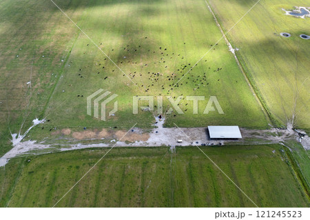 Milk cows grazing on grass pasture at industrial farm. Production of organic dairy products. Feeding of cattle on farmland grassland 121245523